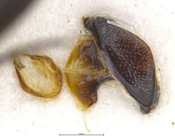 Media type: image;   Entomology 6020 Aspect: body parts